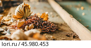 Many earthworms crawling on compost in worm castings farm. Стоковое AI-изображение, AI-художник Юрий Поздников / Фотобанк Лори
