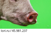 Sniffing the pig's nose isolated on a green screen. Funny pink piglet snout on green background. Farm animals on chroma key backdrop. Character animation. Farming or agriculture. 4K video. Boar piglet. Стоковое AI-видео, аниматор Марина Демидюк / Фотобанк Лори