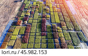 A field of plants with a blue tarp covering the ground. Стоковое фото, фотограф Скрипачев Антон / Фотобанк Лори