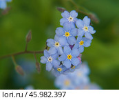 Голубые незабудки. Стоковое фото, фотограф YuryKara / Фотобанк Лори
