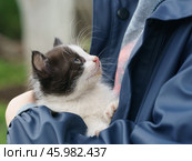 Довольный котенок смотрит с любовью на девочку, которая держит его на руках. Стоковое фото, фотограф YuryKara / Фотобанк Лори