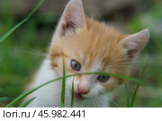 Котенок в траве. Стоковое фото, фотограф YuryKara / Фотобанк Лори