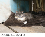 Кошка-мама лежит на подстилке на улице. Стоковое фото, фотограф YuryKara / Фотобанк Лори