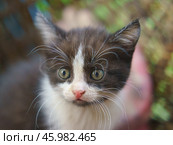 Испуганный маленький котенок. Стоковое фото, фотограф YuryKara / Фотобанк Лори