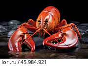 Large orange lobster standing on rocks in water. Стоковое AI-изображение, AI-художник Иван Рябоконь / Фотобанк Лори