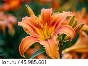 Orange daylily blooming in summer garden. Стоковое AI-изображение, AI-художник Иван Рябоконь / Фотобанк Лори