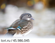 Утка мандаринка самка. Стоковое фото, фотограф Михаил Ездаков / Фотобанк Лори