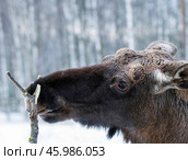 Зимняя трапеза лося. Стоковое фото, фотограф Михаил Ездаков / Фотобанк Лори