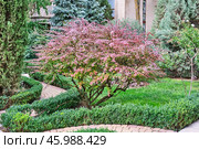 Well-manicured park with vibrant pink-leafed Berberis bush. Стоковое фото, фотограф Ирина Кононова / Фотобанк Лори