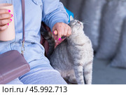 Женщина гладит кошку. Редакционное фото, фотограф Evgenia Shevardina / Фотобанк Лори