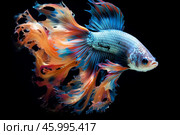 Colorful betta fish flaunting vibrant fins on dark background. Стоковое AI-изображение, AI-художник Иван Рябоконь / Фотобанк Лори