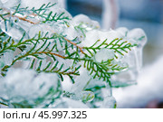 Длинные сосульки на ветке туи  после ледяного дождя, Симферополь (Крым) Стоковое фото, фотограф Snezka / Фотобанк Лори