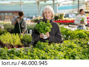 Mature woman choosing mint for her home. Стоковое фото, фотограф Яков Филимонов / Фотобанк Лори