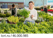 Woman holding peas with mint in her hands. Стоковое фото, фотограф Яков Филимонов / Фотобанк Лори
