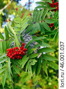 Южный Урал, осиное гнездо среди ягод и листьев рябины. Southern Urals, a hornet's nest among berries and leaves of mountain ash. Стоковое фото, фотограф Евгений Романов / Фотобанк Лори