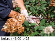 Autumn gardening. The gardener uses pruning shears. Pruning hydrangea bushes with pruning shears after flowering. Cottage and garden flower care. Стоковое фото, фотограф Photojuli / Фотобанк Лори