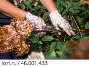 Autumn gardening. The gardener uses pruning shears. Pruning hydrangea bushes with pruning shears after flowering. Cottage and garden flower care. Стоковое фото, фотограф Photojuli / Фотобанк Лори