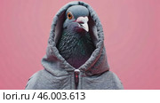 Dove with a elegant gray hoody on a solid studio pink color background. Copy space for text. Cute cool pigeon dressed fashion clothes, hood at head. Humor, summer. Funny animal creative concept. Стоковое AI-видео, аниматор Марина Демидюк / Фотобанк Лори