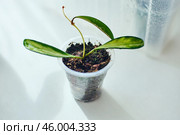 Young rooted cuttings of different varieties of hoya Kentiana variegata in small pots, house flower, liana. Close up, selective focus. Стоковое фото, фотограф Ирина Буракова / Фотобанк Лори