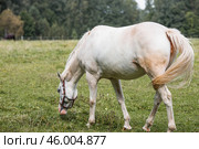 Beautiful natural landscape. Beautiful horses in the pasture. The horses are in the paddock. Livestock. Стоковое фото, фотограф Photojuli / Фотобанк Лори