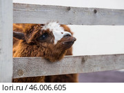 A picturesque scene, a brown llama in a pen. The concept of animal husbandry and rural life. Portrait of a smiling lama in the fresh air. Close-up. A pet on a private eco-farm. Agricultural industry. Стоковое фото, фотограф Photojuli / Фотобанк Лори