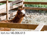 A picturesque scene, a brown llama in a pen. The concept of animal husbandry and rural life. Portrait of a smiling lama in the fresh air. Close-up. A pet on a private eco-farm. Agricultural industry. Стоковое фото, фотограф Photojuli / Фотобанк Лори