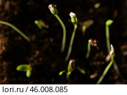 Молодая круглая дыня прорастает из семян. Стоковое фото, фотограф Анна Рогалева / Фотобанк Лори