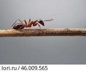 Macro photography insect ant on blade of grass close up. Стоковое AI-изображение, AI-художник Наталья Симакова / Фотобанк Лори