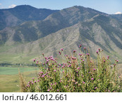 View on Altai valley from mountain pass Chike-Taman. Cirsium bushes are on foreground. Стоковое фото, фотограф Сергей Пристяжнюк (Serg Zastavkin) / Фотобанк Лори