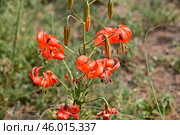 Лилия кудреватая (Lilium pilosiusculum ), на острове Ольхон на озере Байкал. Стоковое фото, фотограф Александр Тараканов / Фотобанк Лори