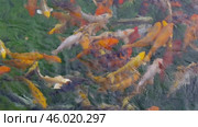 Большие красивые разноцветные карпы плавают в пруду. Big beautiful colorful carp swimming in the pond. Стоковое видео, видеограф Татьяна Д / Фотобанк Лори