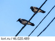 Crows on wires against a blue sky. Стоковое фото, фотограф Argument / Фотобанк Лори