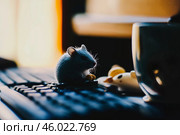 Черная мышка исследует клавиатуру в полумраке, окруженная оргтехникой и игрушками. Стоковое AI-изображение, AI-художник Сергей Никифоров-Гордеев / Фотобанк Лори