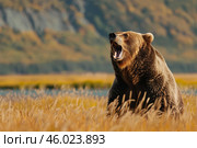 Large brown bear roaring in tall grass by lake with mountains. Стоковое AI-изображение, AI-художник Иван Рябоконь / Фотобанк Лори