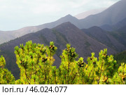 Сосна стланиковая или Кедро́вый стла́ник. ( Pinus pumila (Pall.) Regel, 1859 ) Восточная Сибирь, Республика САХА, Оймяконский район. Стоковое фото, фотограф Павел Просянов / Фотобанк Лори