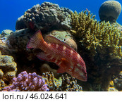 The blacktip grouper (Epinephelus fasciatus), or redbanded grouper, blacktipped cod, black-tipped rockcod, footballer cod. Стоковое фото, фотограф Irina Opachevsky / Фотобанк Лори