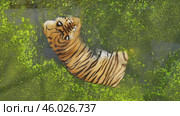 Powerful tiger swimming through green algae filled water, relaxing under summer sunlight in zoological habitat. Стоковое видео, видеограф Mikhail Davidovich / Фотобанк Лори