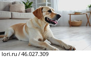 Golden retriever is lying on the floor at home. Best Friend. Portrait of healthy domestic animal on a carpet in living room. Adorable calm dog resting near sofa, free copy space. Happy Canine Concept. Стоковое AI-видео, аниматор Марина Демидюк / Фотобанк Лори