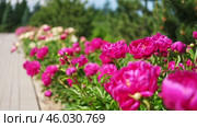 Pink peony growing, blurred leaves background. Gently fresh flower bush. Gardening, landscaping. Plant Nurse Ad. Backdrop for product promote. Flower shop. Green home garden. Landscape design. Path. Стоковое видео, видеограф Марина Демидюк / Фотобанк Лори