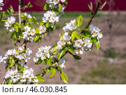 Flowering of a young pear tree of the Abbot variety in the garden in spring. White flowers on branches with leaves, close-up. Стоковое фото, фотограф Коханова Наталья / Фотобанк Лори