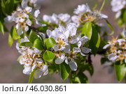 Flowering of a young pear tree of the Abbot variety in the garden in spring. White flowers on branches with leaves, close-up. Стоковое фото, фотограф Коханова Наталья / Фотобанк Лори