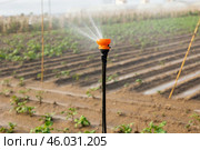 Water sprinkler sprinkles water on farmer field for irrigating and watering vegetables. Стоковое фото, фотограф Яков Филимонов / Фотобанк Лори