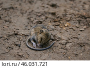 Little wood harvest mouse sleeps with his long tail curled on ground in wildlife. Стоковое фото, фотограф Екатерина Якименко / Фотобанк Лори