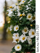 Daisy bush white petals, yellow inflorescence, green stems Matricaria chamomilla. Стоковое фото, фотограф Екатерина Якименко / Фотобанк Лори