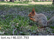 The Spring Moult. Red squirrel gnaws a nut, moulting into summer coat. Стоковое фото, фотограф Екатерина Якименко / Фотобанк Лори