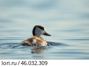 Милый маленький птенец утки пеганки в воде в дикой природе, орнитология. Стоковое фото, фотограф Dia Wild / Фотобанк Лори