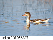 Молодая утка пеганка на воде в дикой природе, орнитология. Стоковое фото, фотограф Dia Wild / Фотобанк Лори