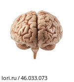 Human brain showing cerebrum, cerebellum and brain stem. Стоковое AI-изображение, AI-художник Иван Рябоконь / Фотобанк Лори