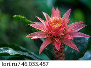 Close up of a billbergia pyramidalis, a bromeliad native to brazil, displaying its showy inflorescence. Стоковое AI-изображение, AI-художник Иван Рябоконь / Фотобанк Лори