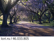 Blooming jacaranda trees creating a purple canopy over a serene park path at sunrise. Стоковое AI-изображение, AI-художник Иван Рябоконь / Фотобанк Лори